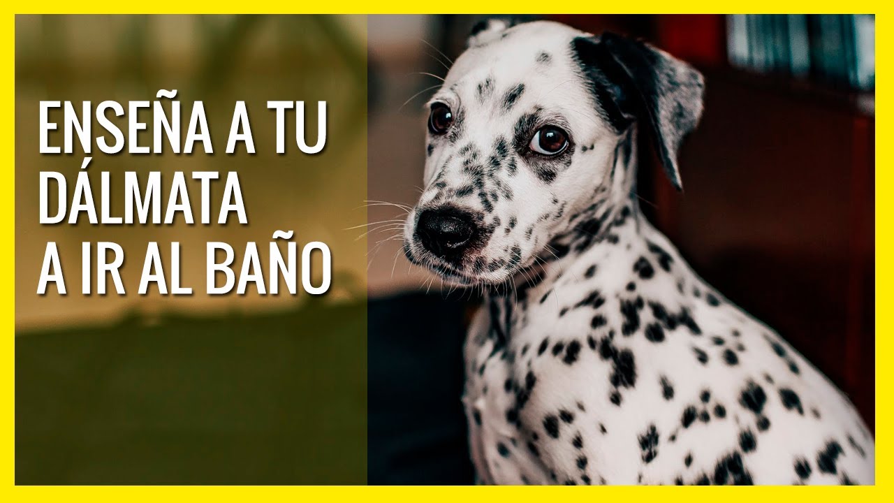 ¡Enseña a tu DÁLMATA a ir al BAÑO! 🚽😱