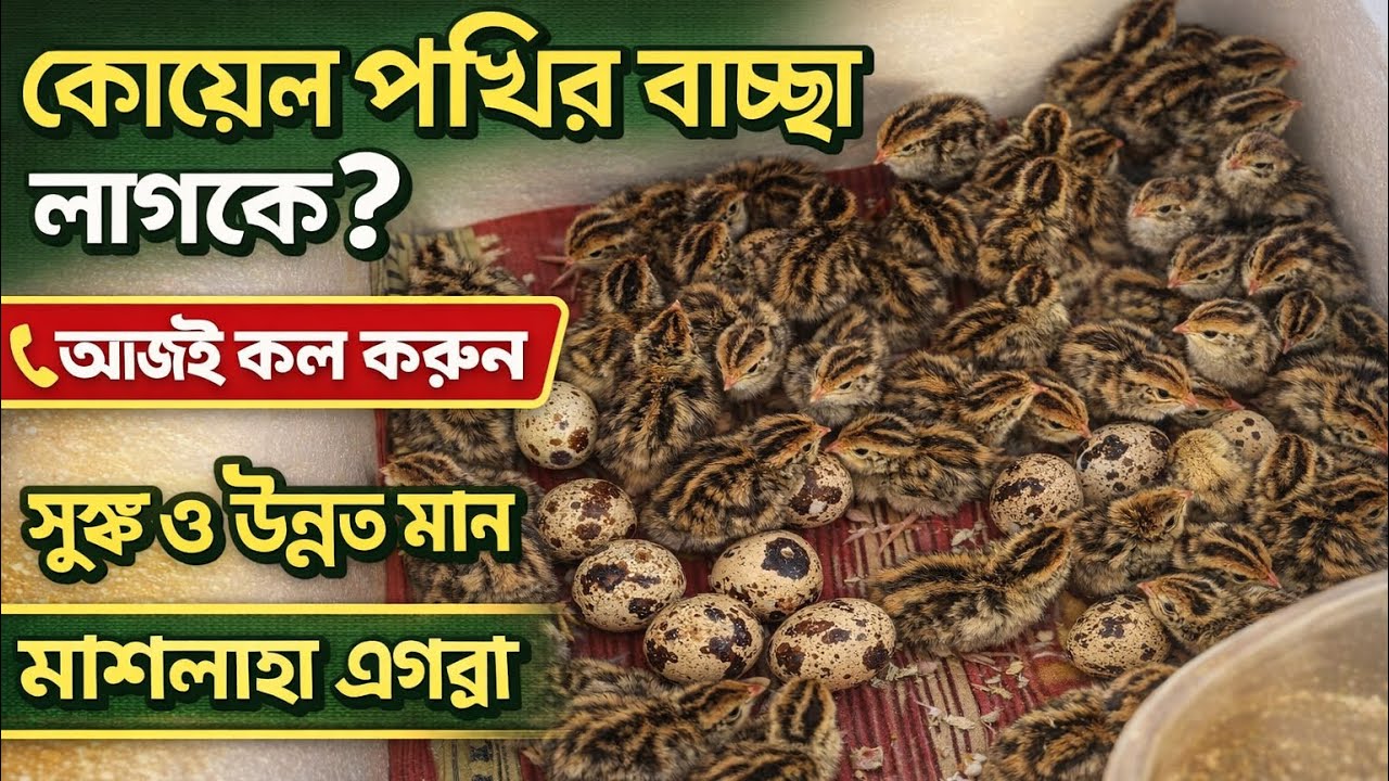 🐥 কোয়েল পাখির বাচ্চা লাগবে?📞 আজই কল করুন💯 সুস্থ ও উন্নত মান📍