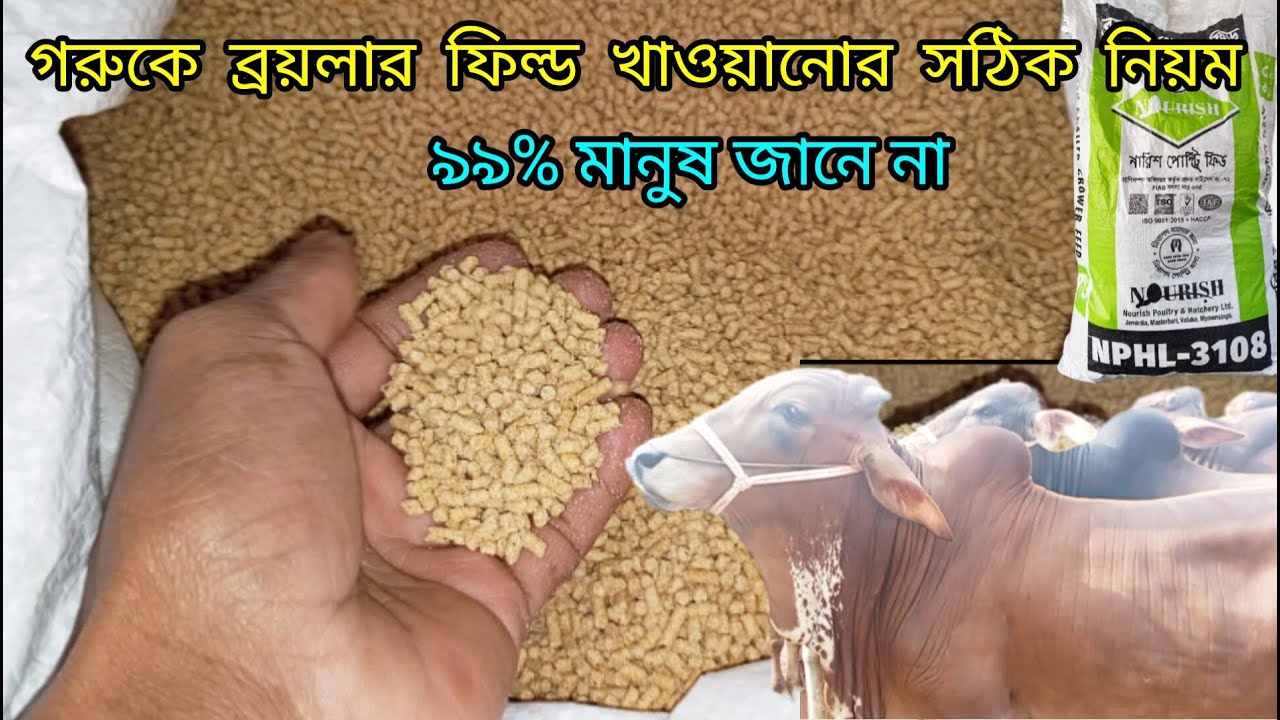 গরুকে ব্রয়লার ফিড খাওয়ানোর সঠিক নিয়ম। গরুকে ফিড খাওয়ানোর নিয়ম।