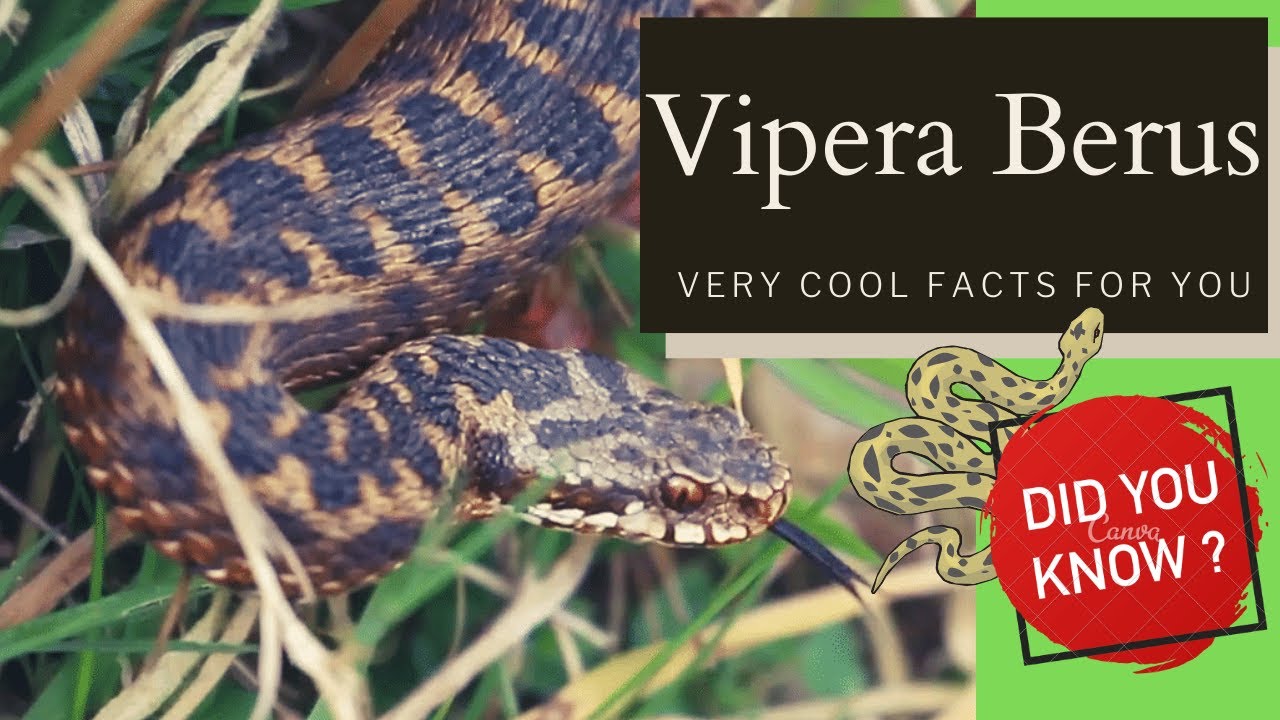 Vipera Berus 🐍 Common European Adder facts 🐍 Common European Viper 🐍