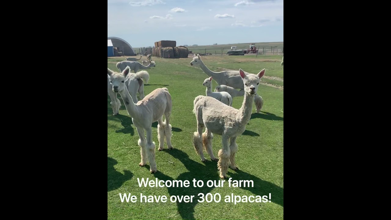 Alpacas in the house!
