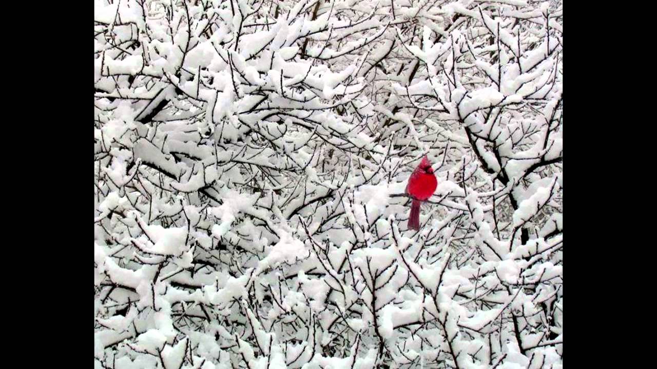 Pablo Hasél,,, Nieva en primavera (versión buena)