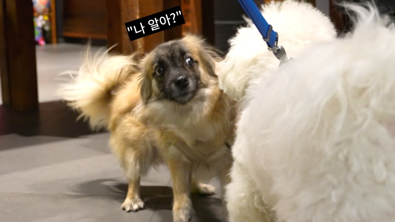 모두가 알아봐서 당황스러운 강아지