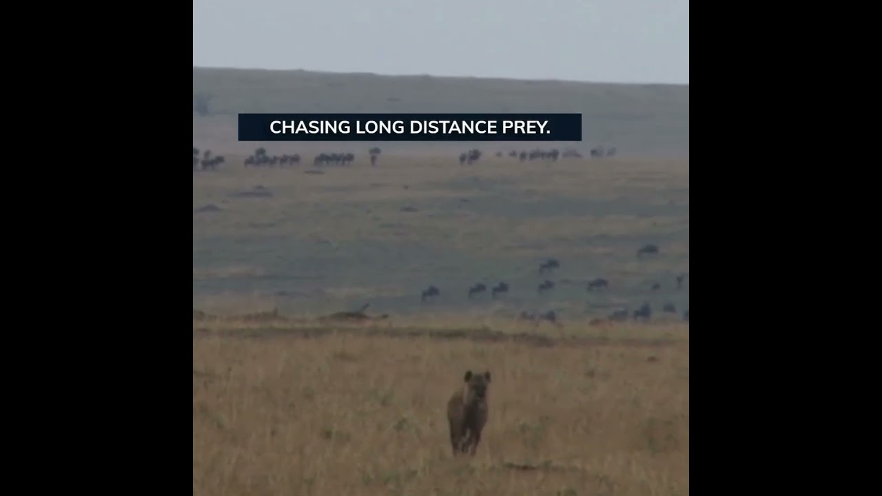 Life Like Nature, Natural And Realistic! Hyenas are on a long chase. Comment 👇. #shorts #dogs #love