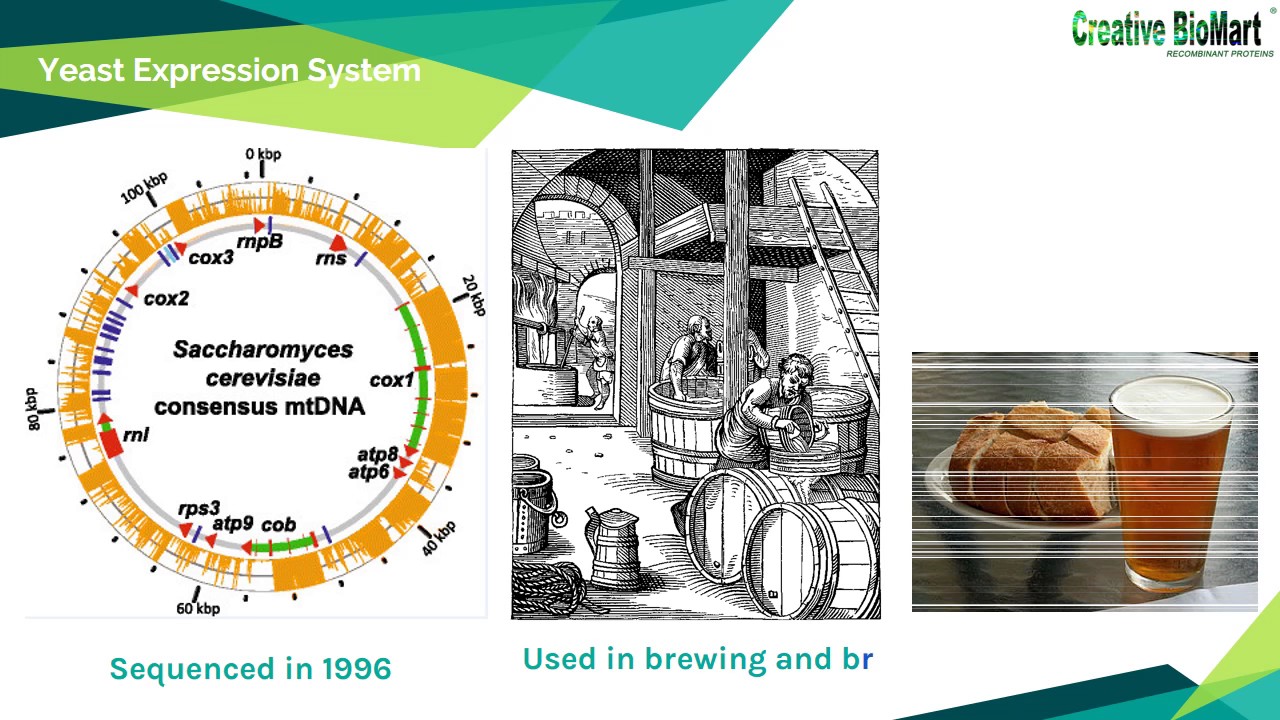 Recombinant Protein and Its Expression Systems