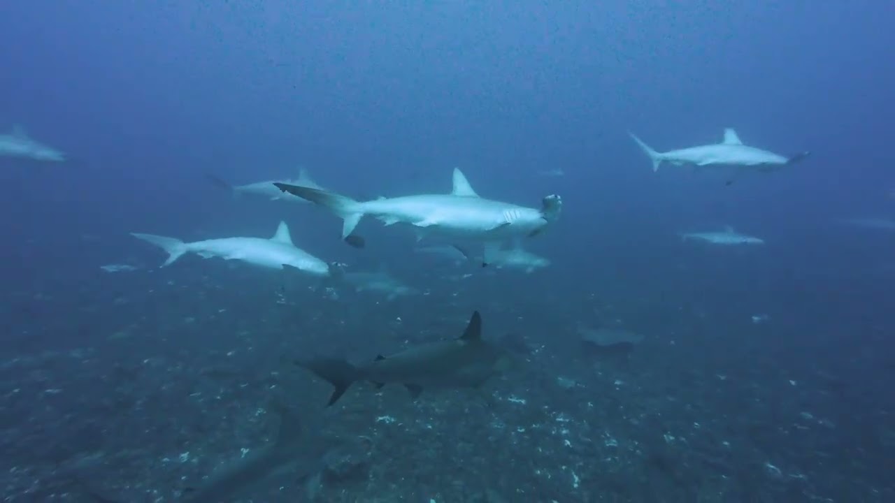 Yonaguni Diving Service