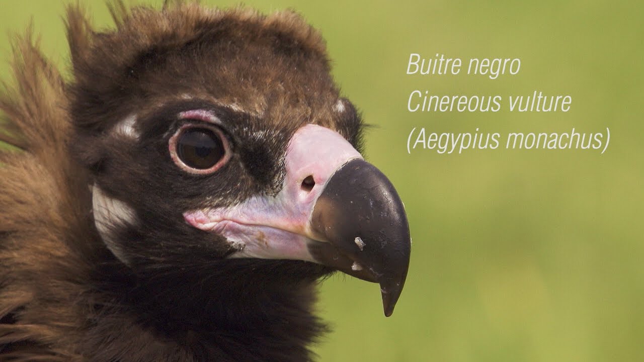 Buitre negro, Cinereous vulture, (Aegypius monachus)