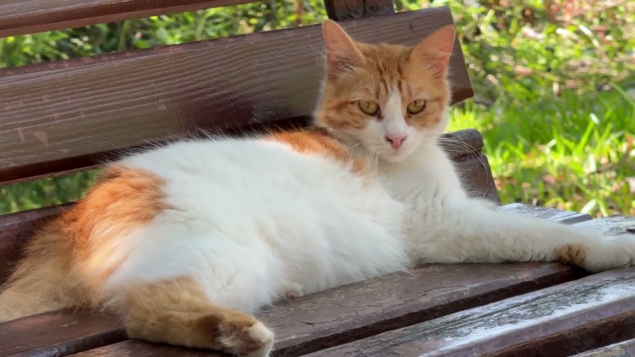 Calming Music for Cats - Relaxation, Deep Sleep, Stress Relief, Peaceful Piano Music