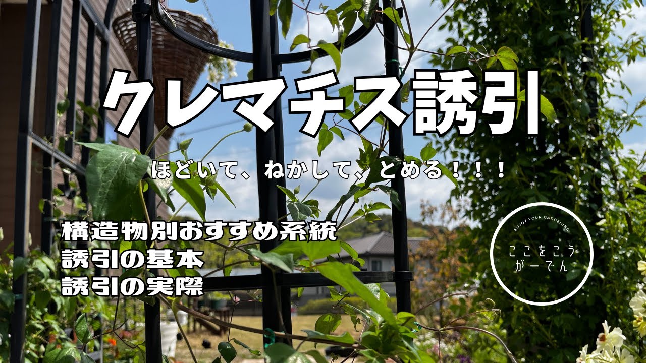 クレマチス誘引【ほどいて、ねかして、とめる！】