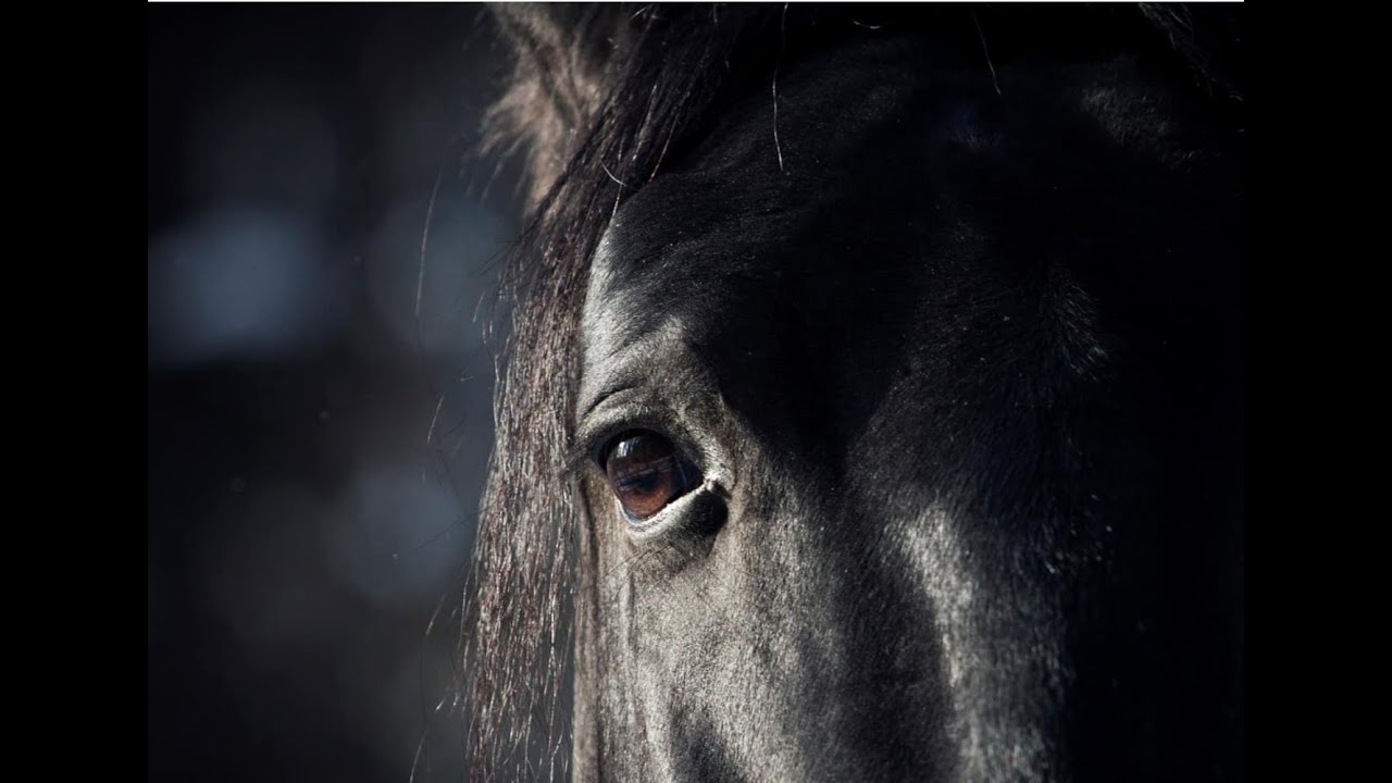 Equine Eye Diseases