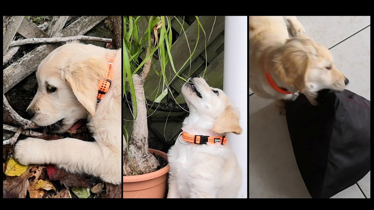 Les délicieuses bêtises de Roxane chiot golden retriever de 2 mois 🐕❤️