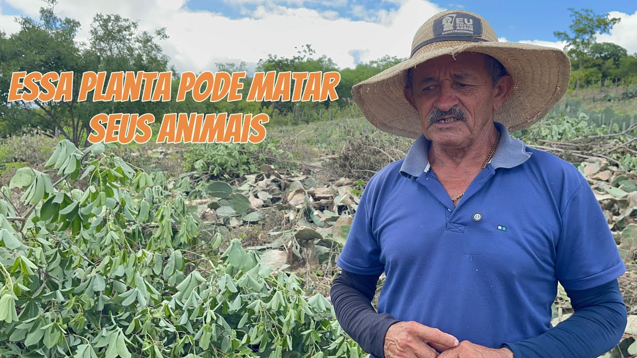 Essa planta pode fazer mal para seus animais