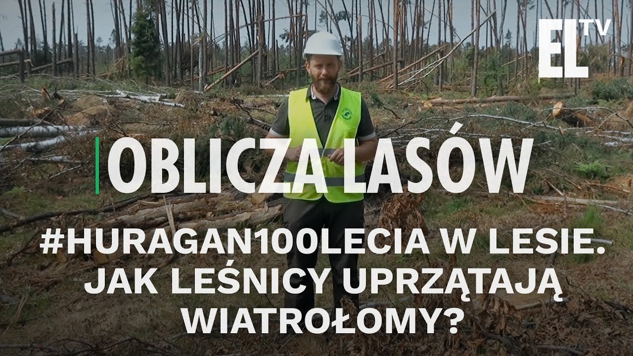 #Huragan100lecia w lesie. Jak leśnicy uprzątają wiatrołomy? | Oblicza lasów #34