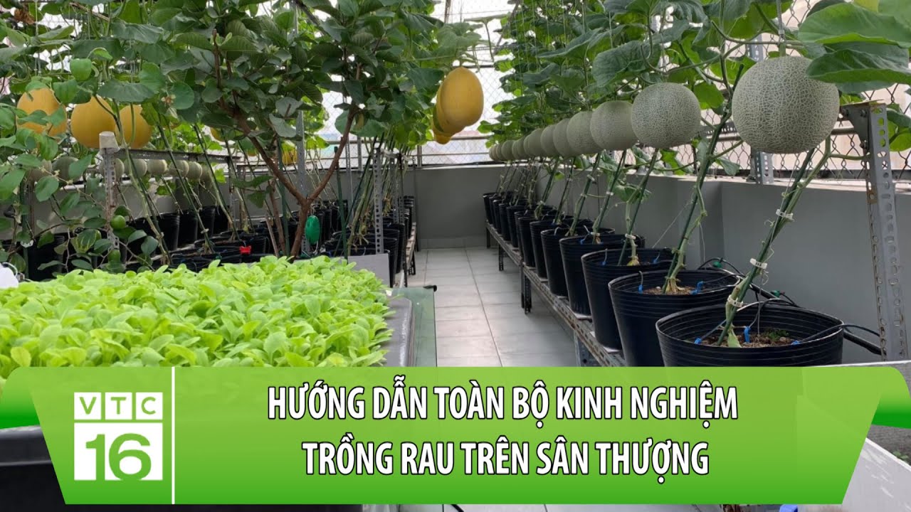 Hướng dẫn toàn bộ kinh nghiệm trồng rau trên sân thượng | VTC16