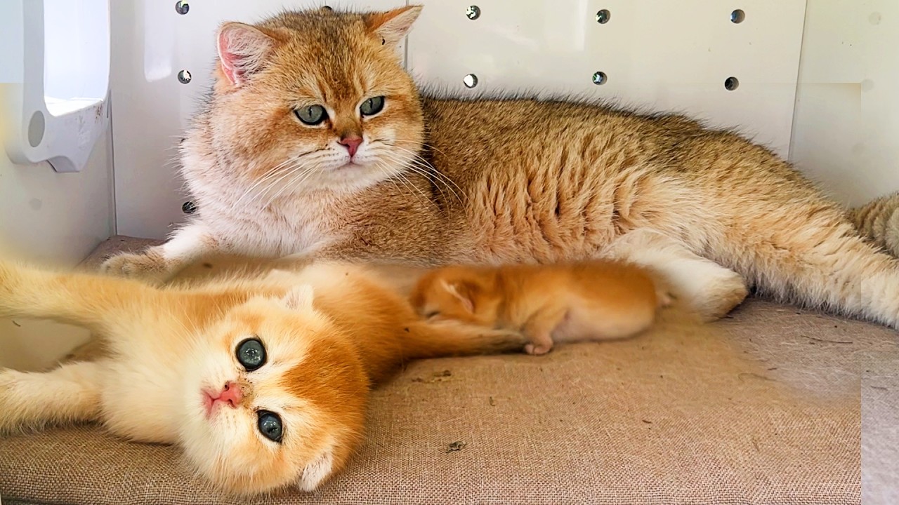 Почему мама кошка Кира выгнала папу кота на улицу.