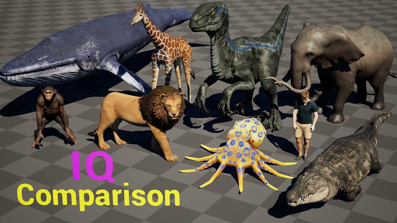 Animal Intelligence #comparison #3dcomparison