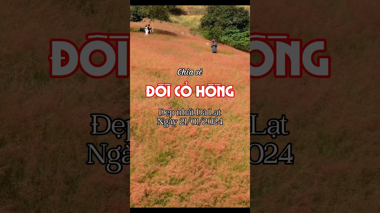 Đồi Cỏ Hồng cuối m&ugrave;a. #ducday