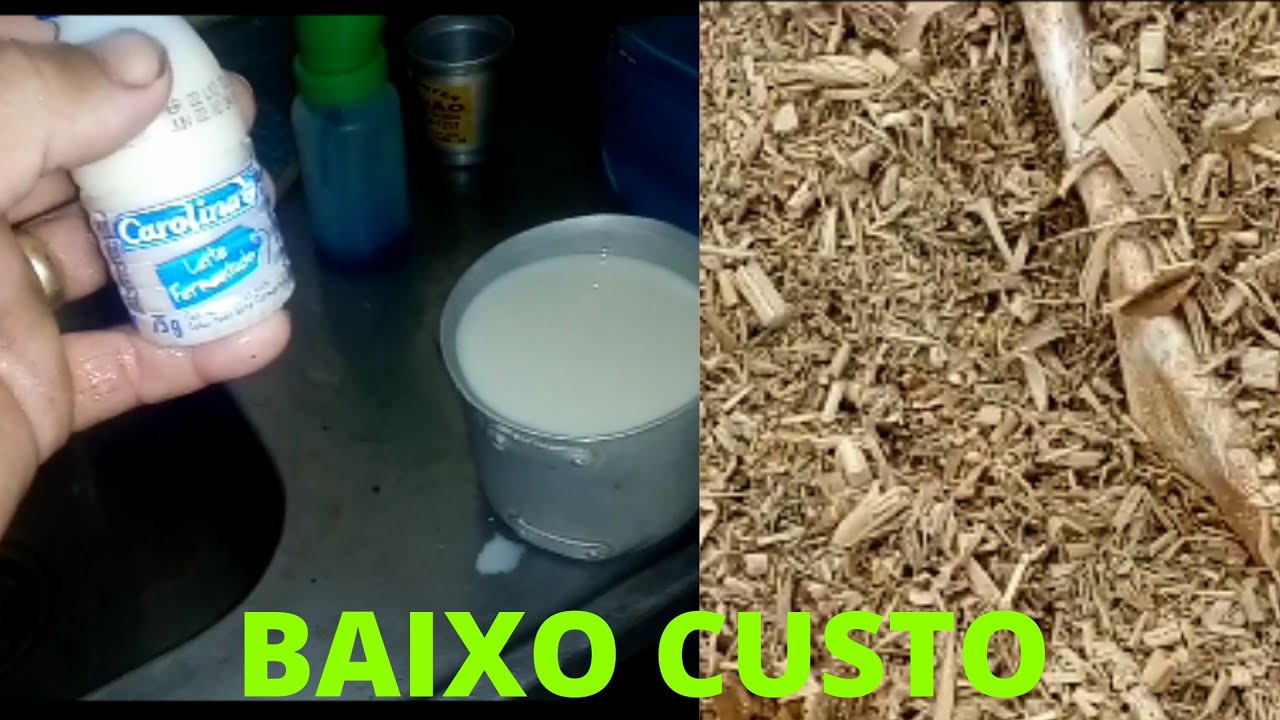INOCULANTE CASEIRO PRA SILAGEM