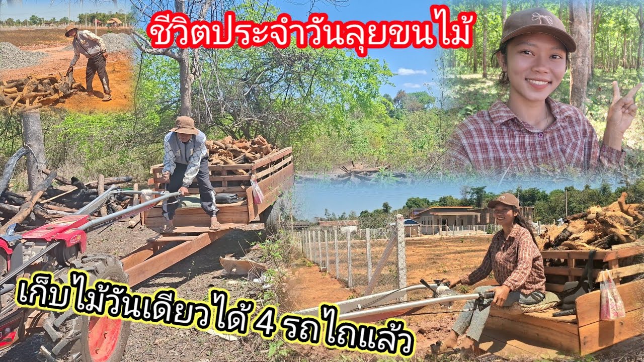 เก็บไม้วันเดียวขนได้4รถไถแล้ว ชีวิตประจำวันของเรา 10 มีนาคม ค.ศ. 2026