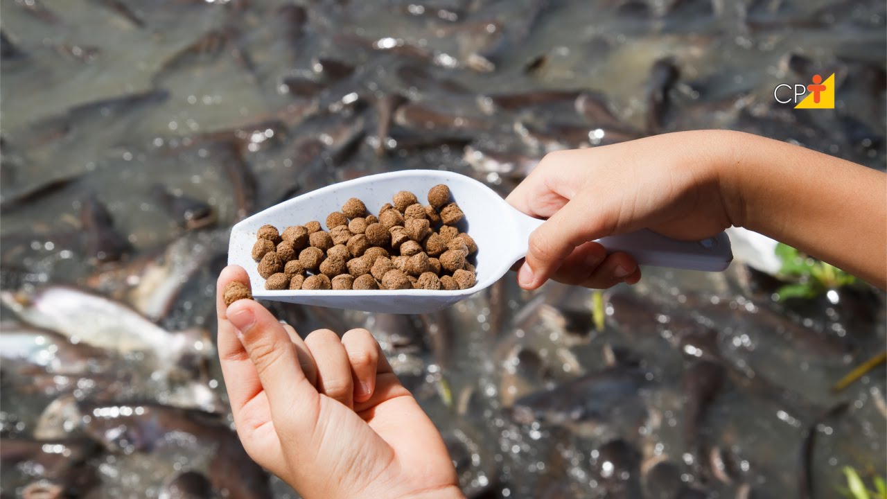 Sistemas de Produção - Curso a Distância de Criação de Peixes CPT