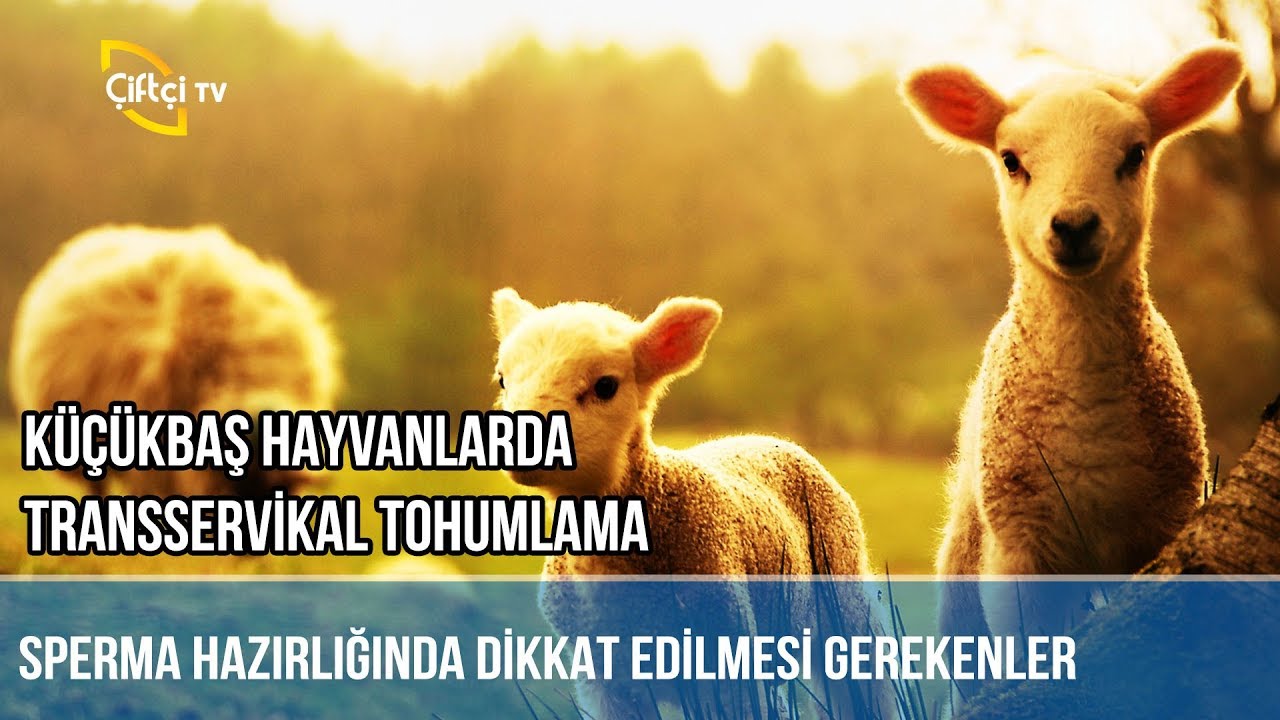 Transservikal Tohumlama -AKKOYUN KARAOĞLAK