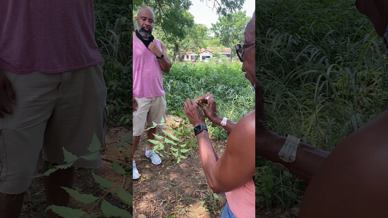 Kukuwa Explains Benefits Of Neem Tree Leaves