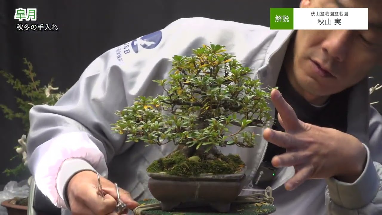 皐月 秋冬の手入れ｜秋山 実