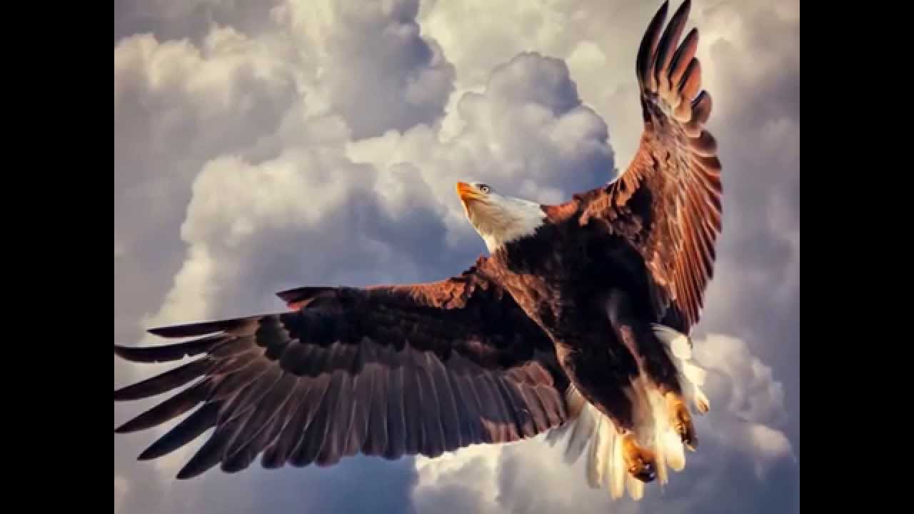 fly high like an eagle