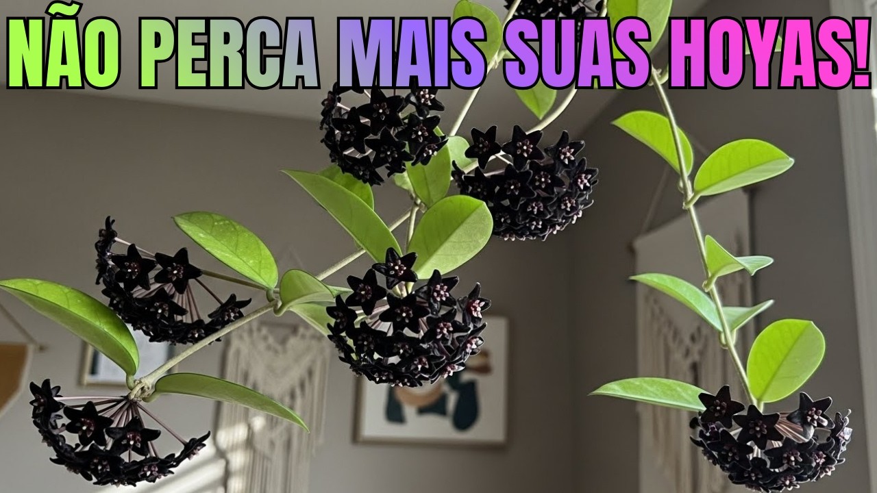 SUA FLOR de CERA vai FLORESCER o ANO TODO com ESSAS DICAS! (HOYA CARNOSA)