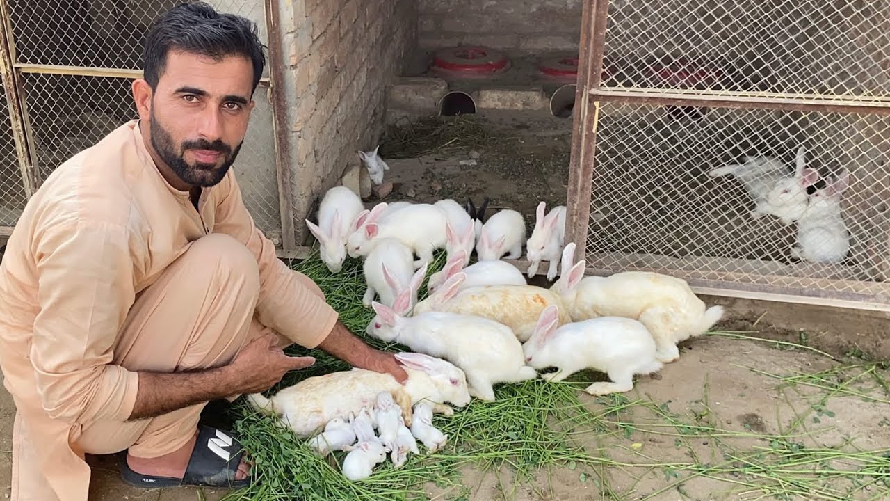 Rabbit k Bachy ktne Bare ho gy 🐰 Rabbit Farming in Colony System 🐇 Pets Lover in Punjab 