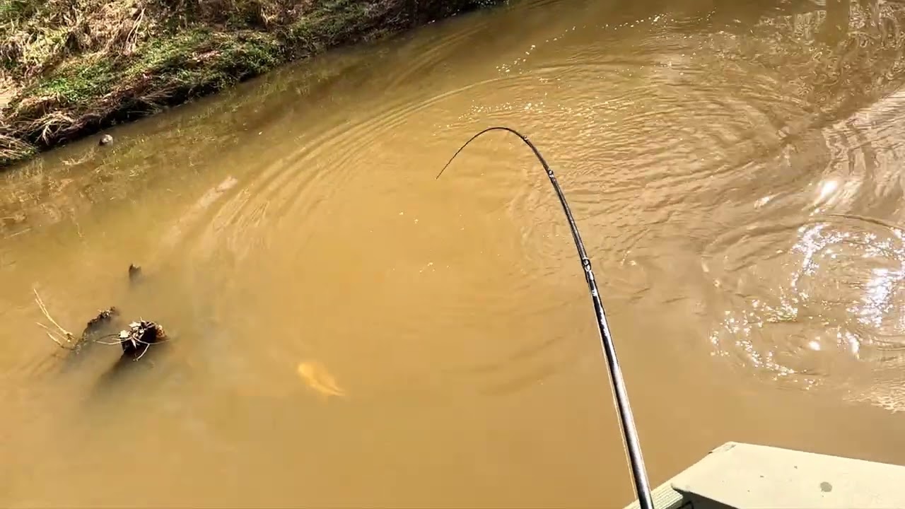Big Brown Trout and Big Bass on the Chattahoochee River Tailwater March 14 2026