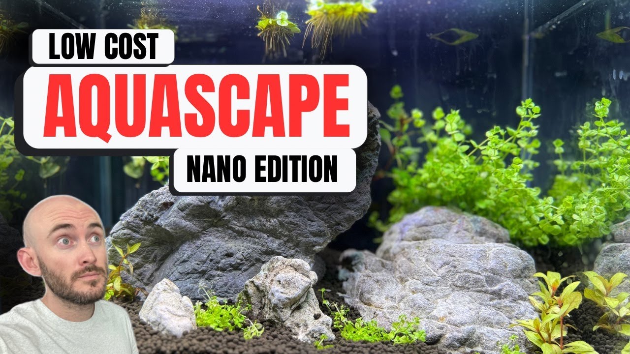 Can You Build a Beautiful Nano Tank on a Budget? | Yes