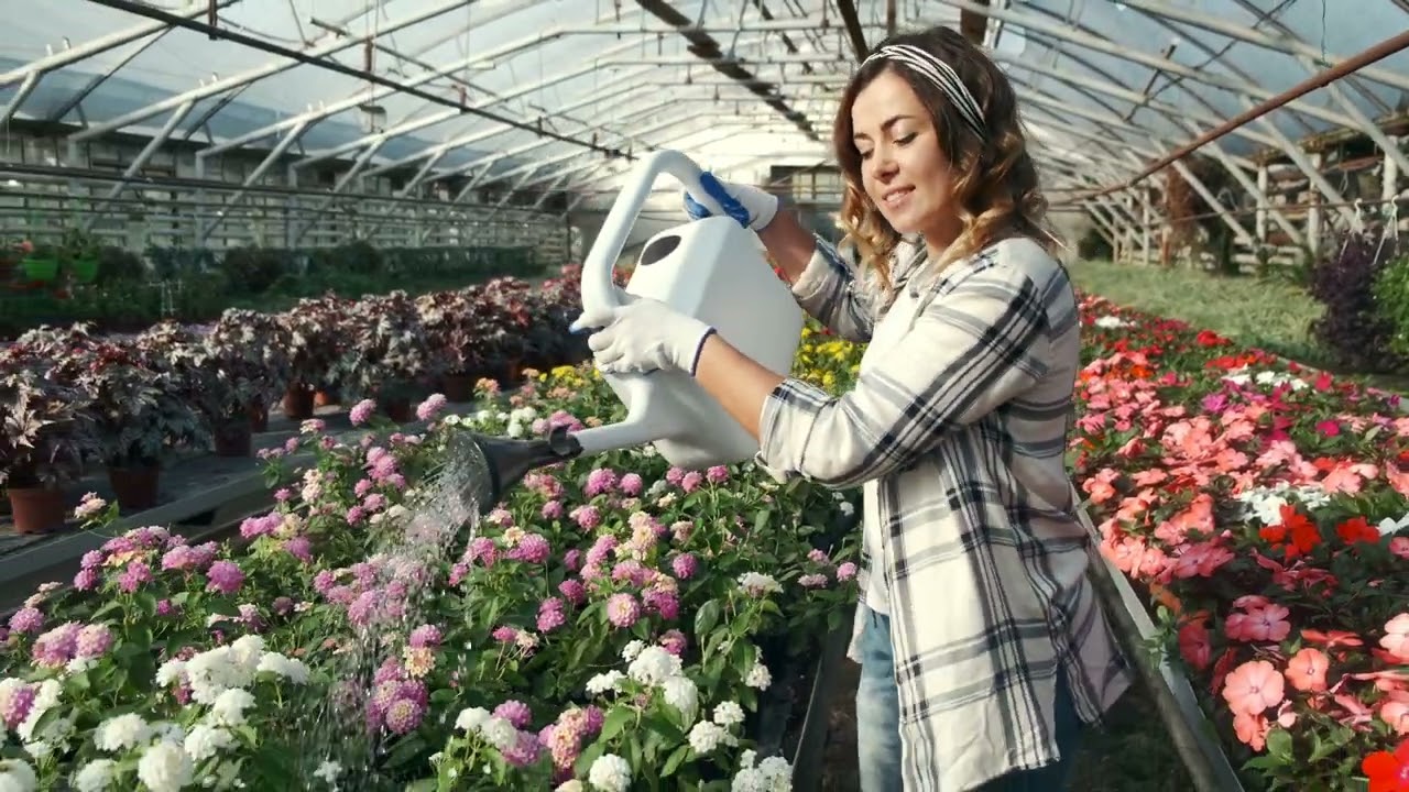 A Beautiful Woman Watering Flowers In Her Garden | 4K Free Stock Video | Royalty Free Stock Video