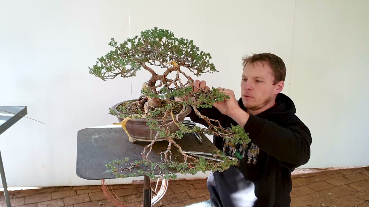 Styling of a Juniperus procumbens Semi-cascade