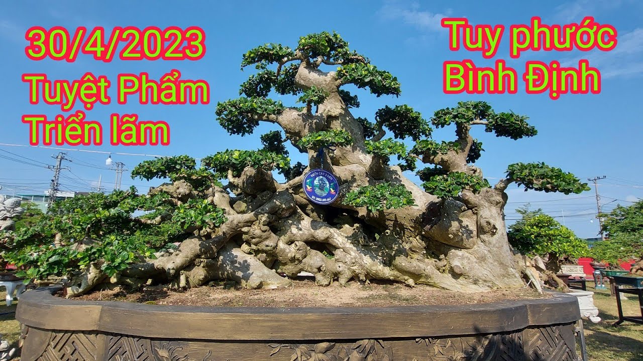 Triển lãm cây cảnh Tuy Phước, Bình Định, (Tập1) những tuyệt phẩm khủng, 30 tháng 4, 2023