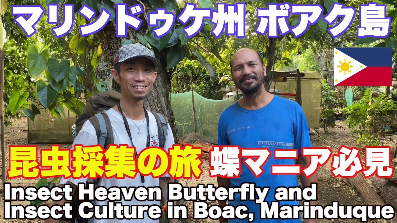 マリンドゥケ州 ボアク島 昆虫採集の旅。蝶マニア必見！フィリピン 旅行 Insect Heaven Butterfly and Insect Culture in Boac, Marinduque