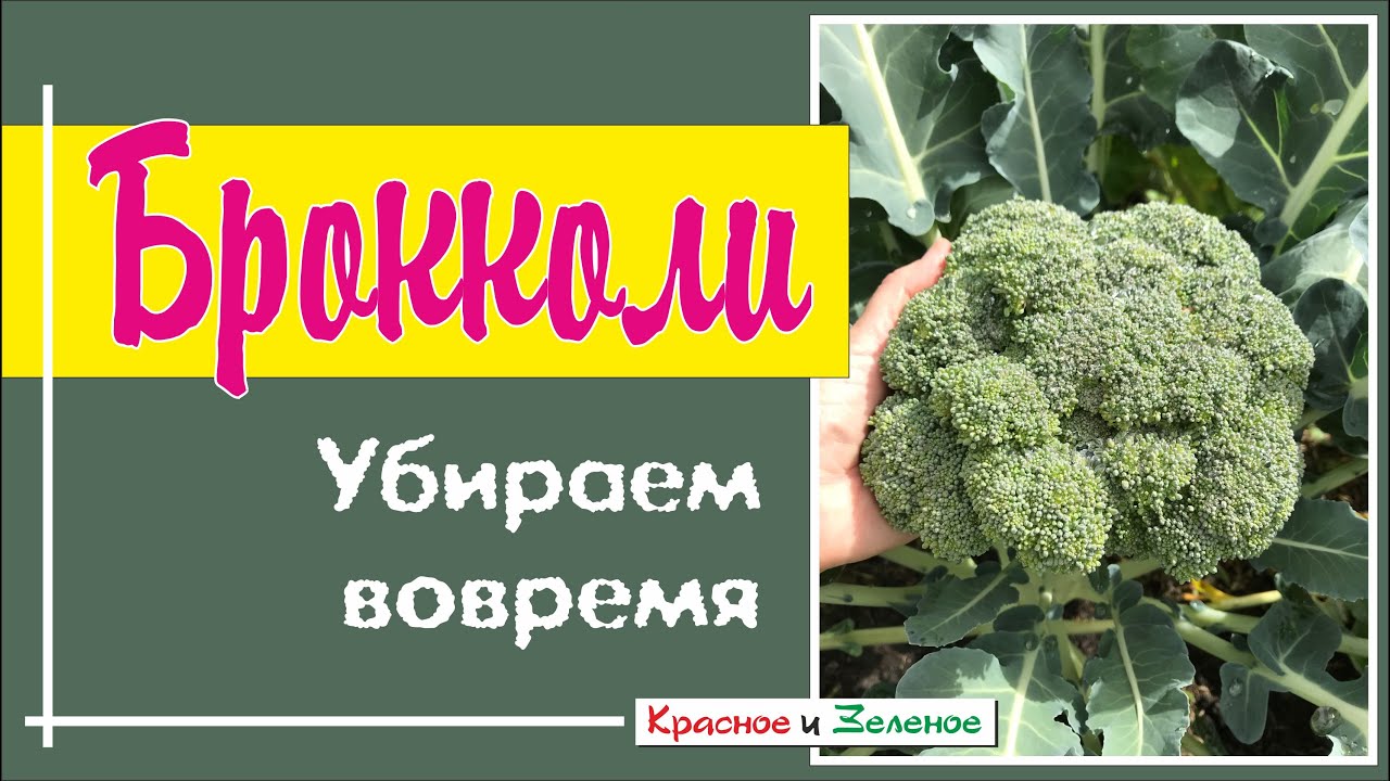 Брокколи. Когда убирать и как заморозить