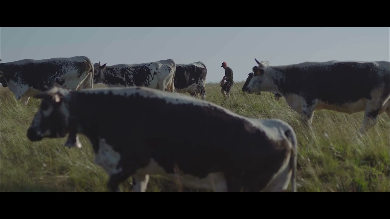 La Vosgienne, une race en transhumance