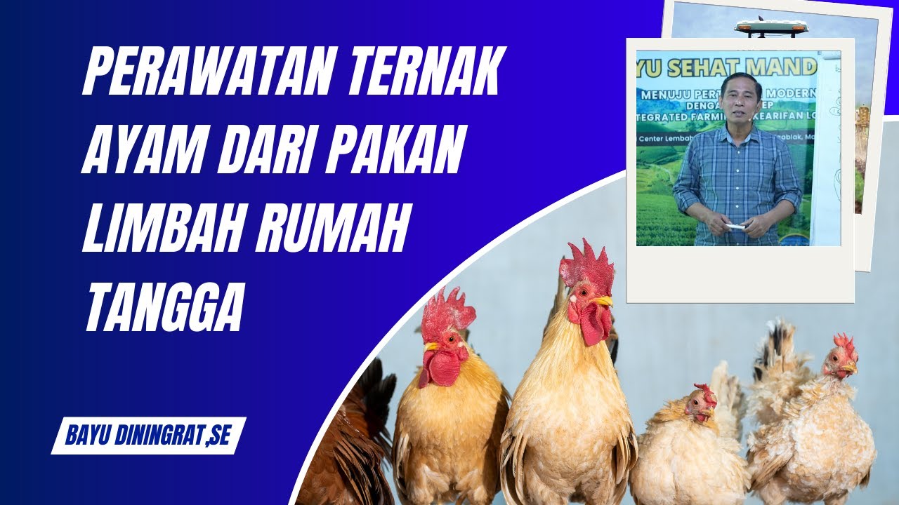 PERAWATAN TERNAK AYAM DARI PAKAN LIMBAH RUMAH TANGGA