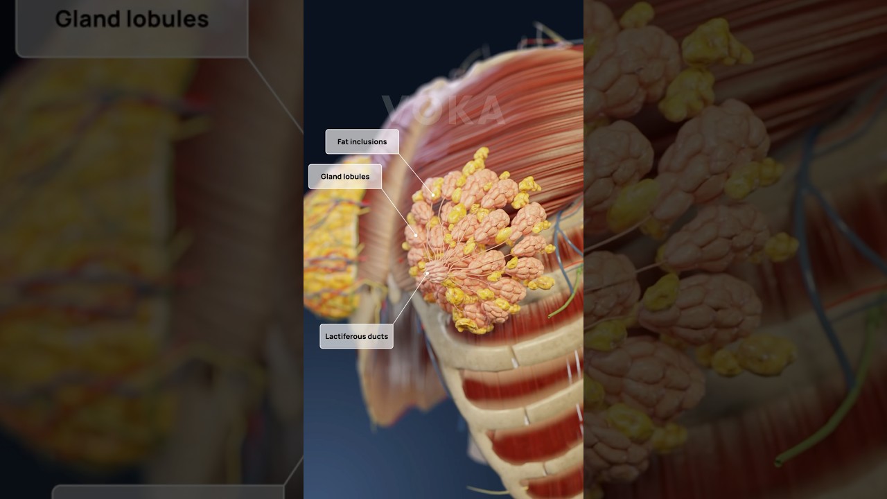Female breast anatomy 3D visualization: breast fat, сooper's ligaments, and mammary glands