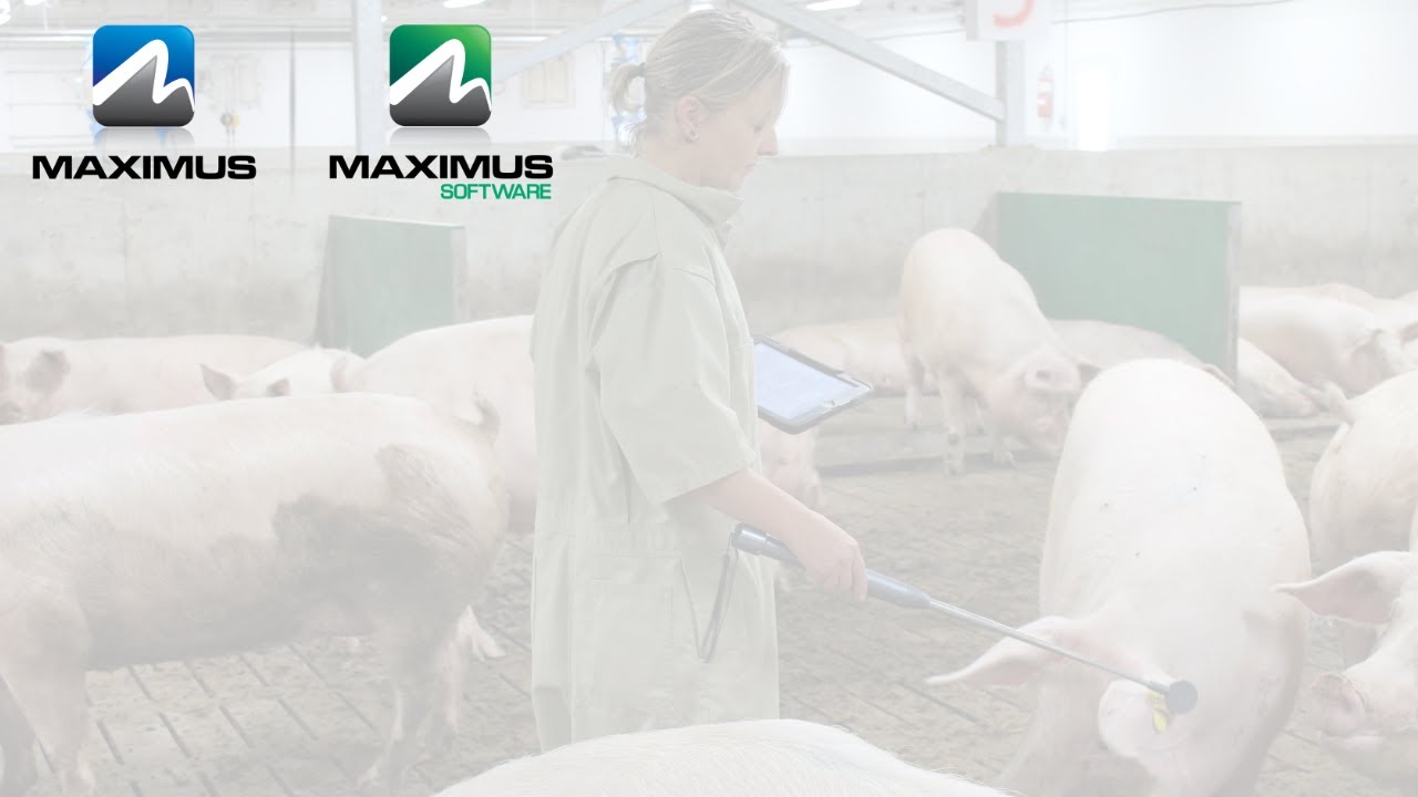 MAXIMUS Software | Mobile App - Swine