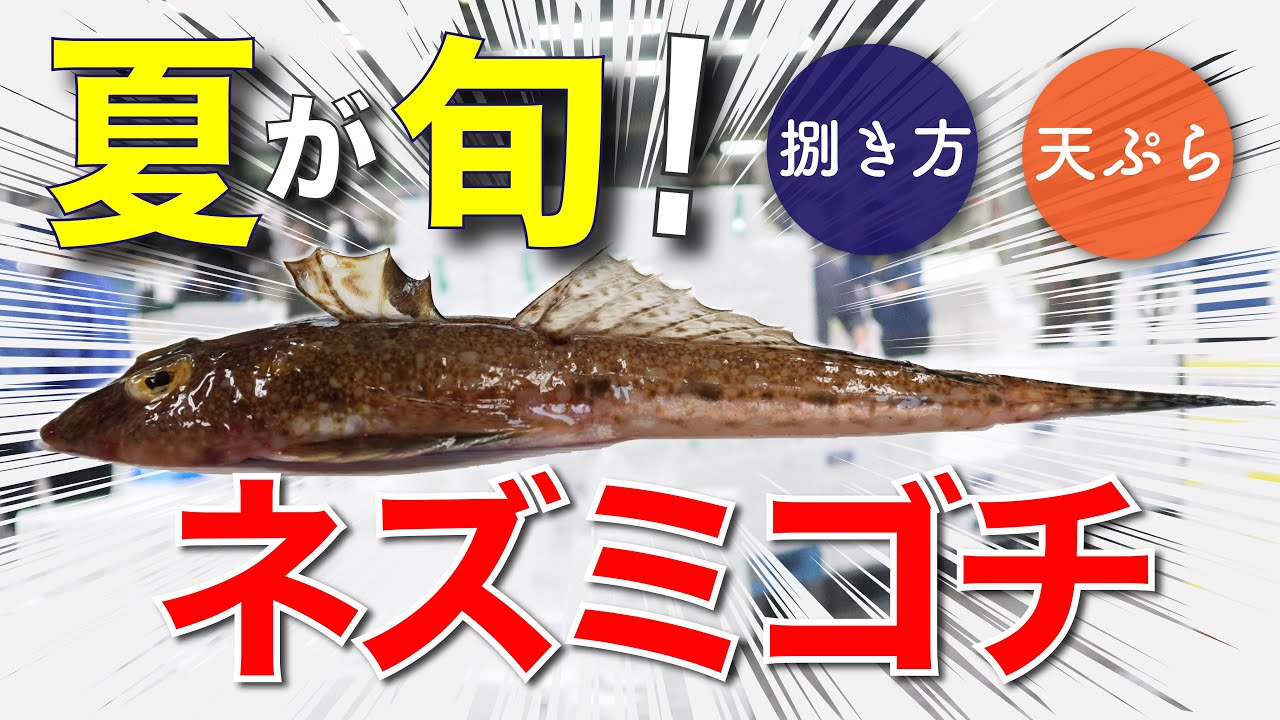 【さかな女子】瀬戸内海でとれるメゴチ！その名もネズミゴチ！｜クラハシ公式