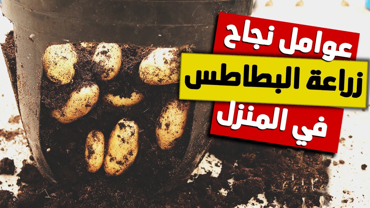 زراعة البطاطس فى المنزل