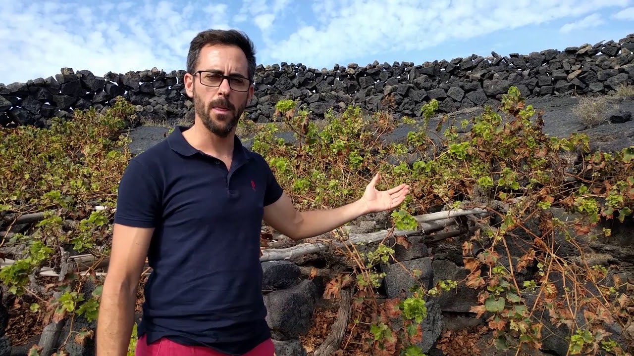 Viñedos de Lanzarote 1/5