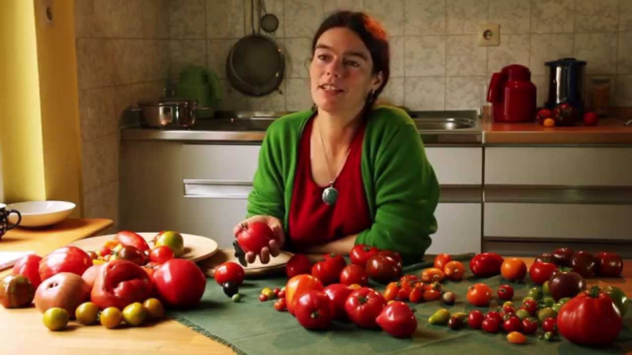 7 Tomatensortenkunde alle 7  Gruppen von Wildtomaten bis Ochsenherztomaten