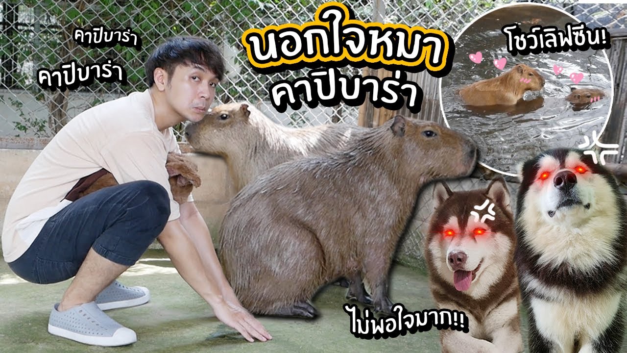 นอกใจหมา! ไปหาคาปิบาร่า!! หมามะพร้าวโชว์เลิฟซีน?