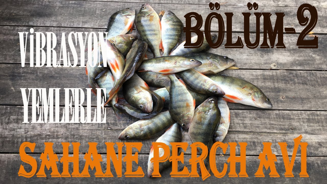 Vibrasyon Yemlerle Şahane Bir Perch Avı | Tatlısu Levreği Avı | Perch Fishing - BÖLÜM-2