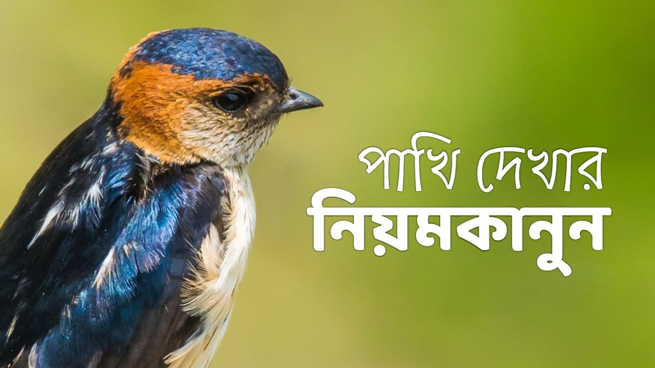 Birdwatching rules | Birding code of conduct | Learn Birdwatching