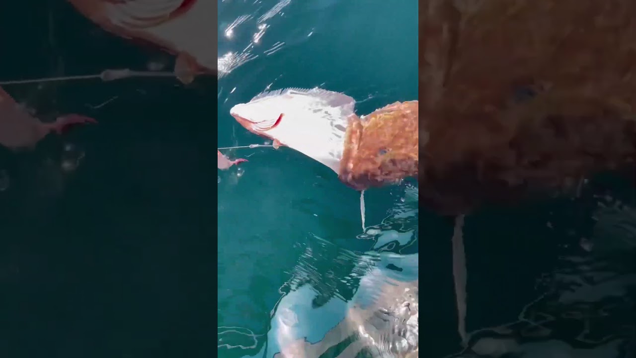 Lingcod Eats a Halibut! #lingcod #halibut #live2boat
