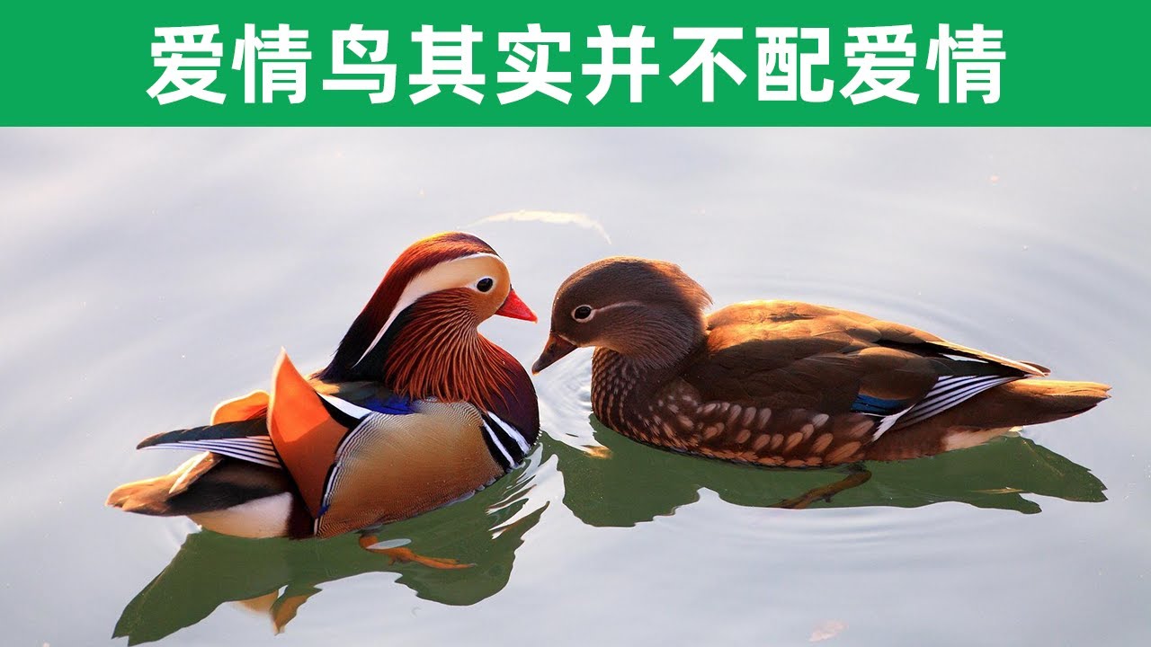 鸟类真的都忠贞吗，爱情鸟真的象征爱情吗，恐怕真相大跌眼镜？